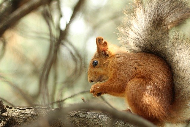 squirrel-6365603_640